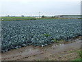 Cabbage field in PE11 4QB