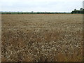 Crop field off Main Road in PE11 4HZ