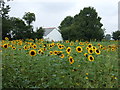 Sunflower field, Redhouse Farm in PE11 4PX