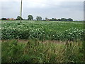 Potato field off Town Drove in PE11 4RE