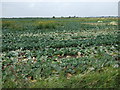 Cabbage field in PE11 4RF