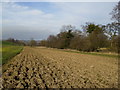 The Bridleway to Wildon Grange runs up the field margin here in Wildon Grange
