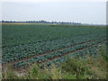 Cabbage field, Avondale in Wigtoft