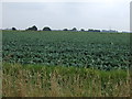 Cabbage field in PE20 2QD