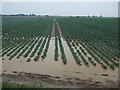 Waterlogged cabbage field in PE20 2QD