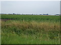 Crop field south of Spalding Road in Five Village Ward