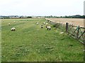 Sheep in field along Deighton Lane in DL6 2HJ