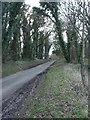 Wooded Road in Burnham Market & Docking Ward