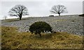 Isolated Trees, Township Allotment in Crosthwaite and Lyth