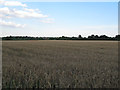 Barley field, near Hitchcocks, Crow's Green, Bardfield Saling in CM7 5DY