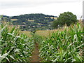 Path through the maize near Stanley Downton in GL10 3TE