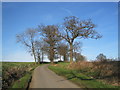 Cluster of trees around minor road in Epping West & Rural Ward