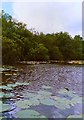 Water Lilies on Lily Broad in NR29 5GY