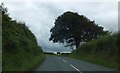 Tree shaped by the wind north of Stibb Cross in EX38 8HX
