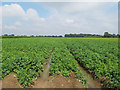 Wet arable land near Moynes Farm, Great Bentley in CO7 8NH