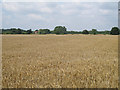 Barley field near Fisher's Farm, Tendring in CO16 9AA