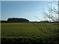 Vicarage Grove (Wenhaston) from Bartholomew's Farm in Wenhaston with Mells Hamlet