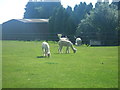 Alpacas at Rickling Hall in CB11 3YJ