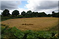 Barley field next to Cod Beck in Thornton-le-Street