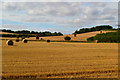 Golden harvest fields near Pitton in SP5 1DS