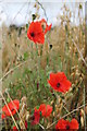 Poppies at Wortley in S35 7DE