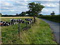 Herd of cows along Mill Lane in CV13 6BY