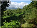 Woodland on the slopes of Whinny Hill in G83 8LX