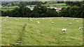 Field with footpath and sheep in YO18 8SG