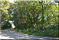 Roadside wooded area in TR19 6HG