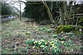 Roadside Daffodils, Near Thrang End in LA5 9UD