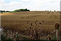 Field and wood by Roxhill Manor Farm in MK43 0LT