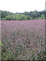 Reed bed, Loch of Rae in PH10 6SB