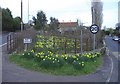 Daffodils at Farmborough in BA2 0BA