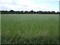 Farmland off Farnsfield Road in NG22 8TP