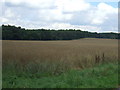 Crop field towards Cutt's Wood in Rainworth North & Rufford Ward