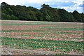Field near East Tytherley in SP5 1LW