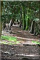 Footpath through woodland strip near Redhills Copse in SO20 8DF