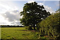 Evening sun on Cheshire farmland in CW7 4HB