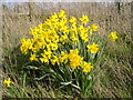 Daffodils at entrance to Perrinpit Farm, Frampton Cotterel in BS36 2BW