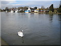 River Thames at Walton-on-Thames in TW17 8HE
