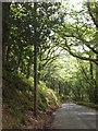 The road through Parsonage Wood in EX31 4QA