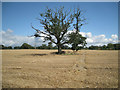Oak tree struggling in an arable field in B94 5BJ