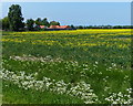Oil seed rape crop along Eau Brink Road in PE34 4SF