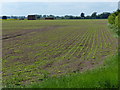 Flat farmland west of Eau Brink Road in PE34 4SF