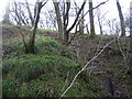 Woodland on climb to Nobleston Wood in G83 9NE