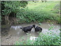 Cattle having a dip in St Catherine's Brook in BA1 8ES