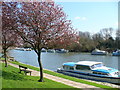 Spring Blossom, Sunbury-on-Thames in TW16 6BT