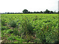 Potato crop beside Croft Lane, Saxthorpe in NR11 6XA