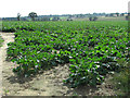 Sugar beet crop by Little Barningham in Little Barningham