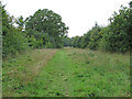 Path through Crowsheath Community Woodland, Downham in CM11 1PZ